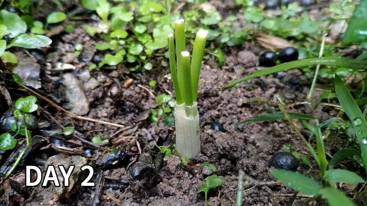 Regrowing a green onions from scraps in the soil | How to grow green onions