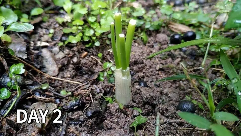 Regrowing a green onions from scraps in the soil | How to grow green onions