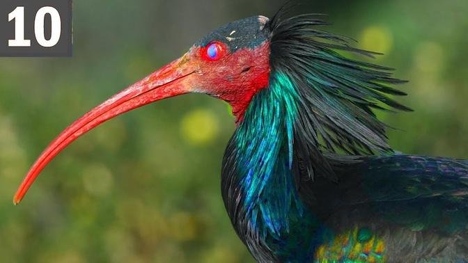 10 Rarest Birds on Earth.