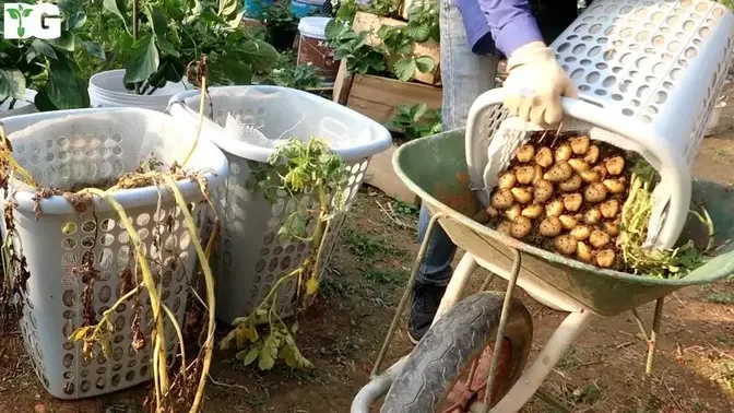 DIY "So Easy" How to Grow Potatoes at Home In Laundry Baskets