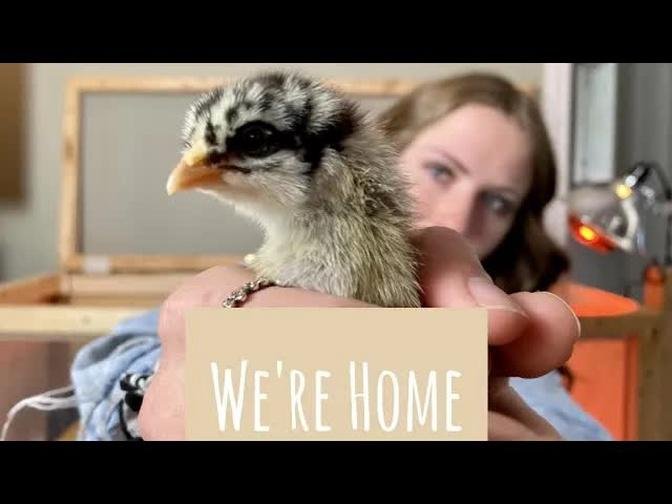 Baby Chicks - Pick Up Day | vlog