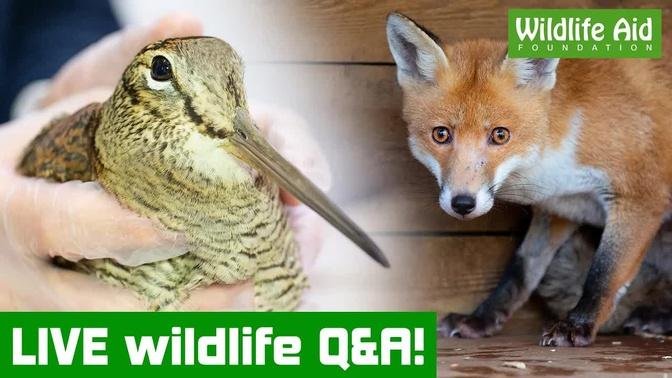 Ask us your wildlife questions - LIVE!