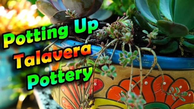 Potting Up Talavera Pottery With Succulents & Tropicals