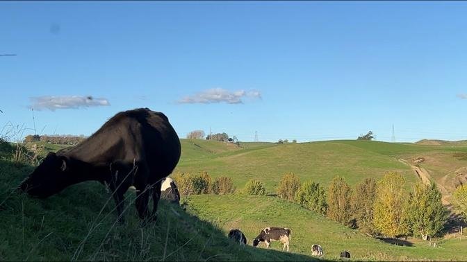 Milking cows in New Zealand|Fresh milk from farm to table|Country living