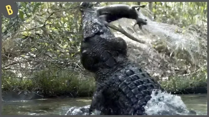 15 Feroces Cocodrilos Demostrando Quien Manda En Ríos Y Pantanos