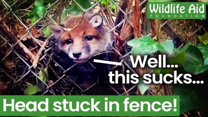 Trapped baby fox rescue doesn't quite go to plan!