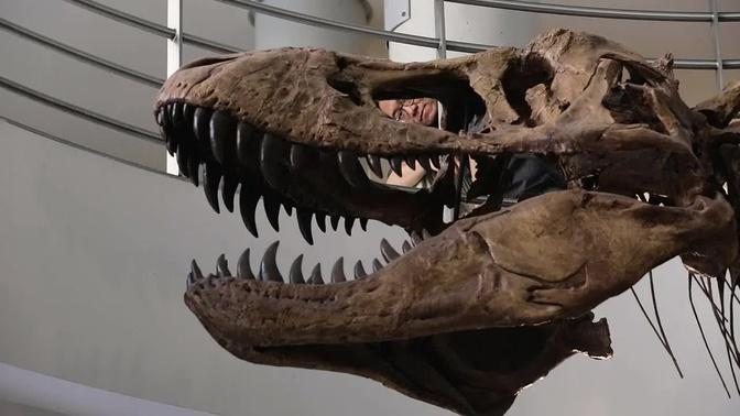 The big bite of the teenage T. rex