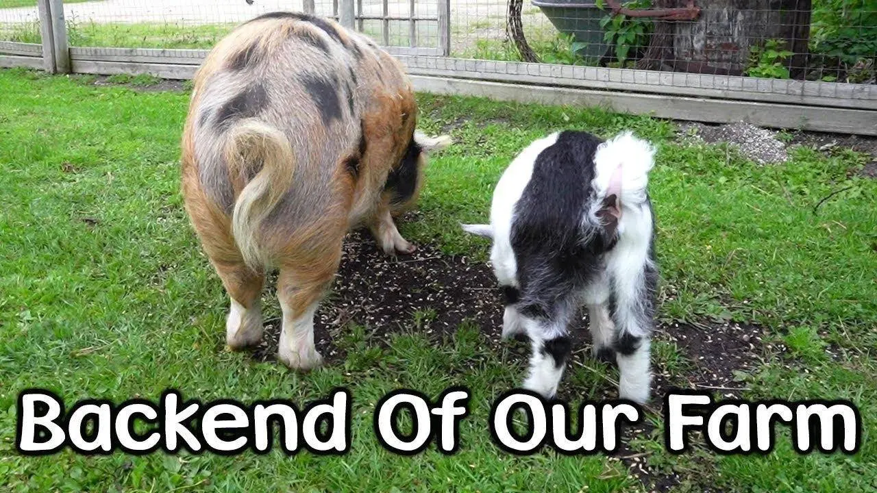 Clean out Pony Shelter and Animal Update