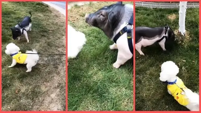 Cute Puppy and Pig Meeting | Funny pet dog and pig playing | Funny animals video # Cute Puppy and Pig Meeting | Funny pet dog and pig playing | Funny animals video #