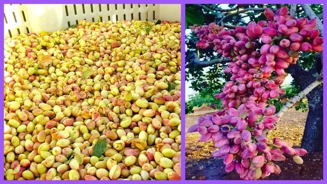 Modern Pistachios Harvesting Machine | Awesome Pistachios Farming And Processing