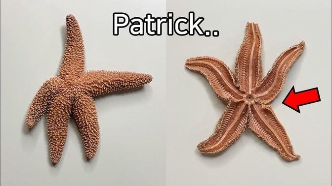 Strange Patterns Inside a Starfish !  - Starfish Dissection