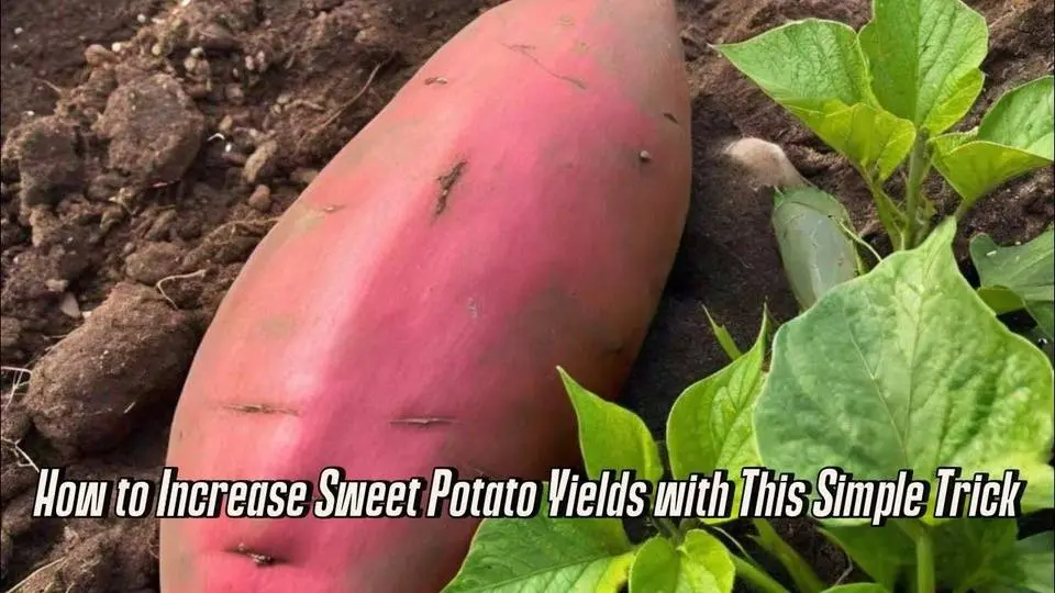 How to Increase Sweet Potato Yields with This Simple Trick