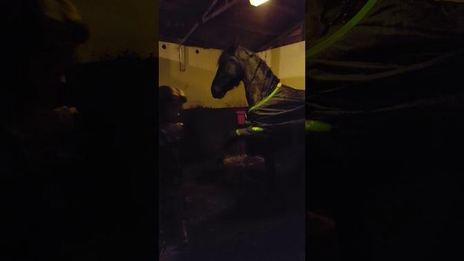 2year old Friesian horse learning tricks