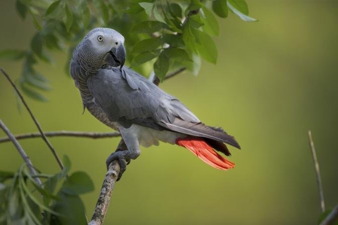 10 Smartest Birds In The World | Articles | Whisper Nature | Gan Jing ...