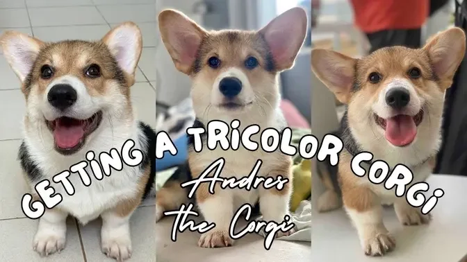 Getting a New Tricolor Corgi Puppy!