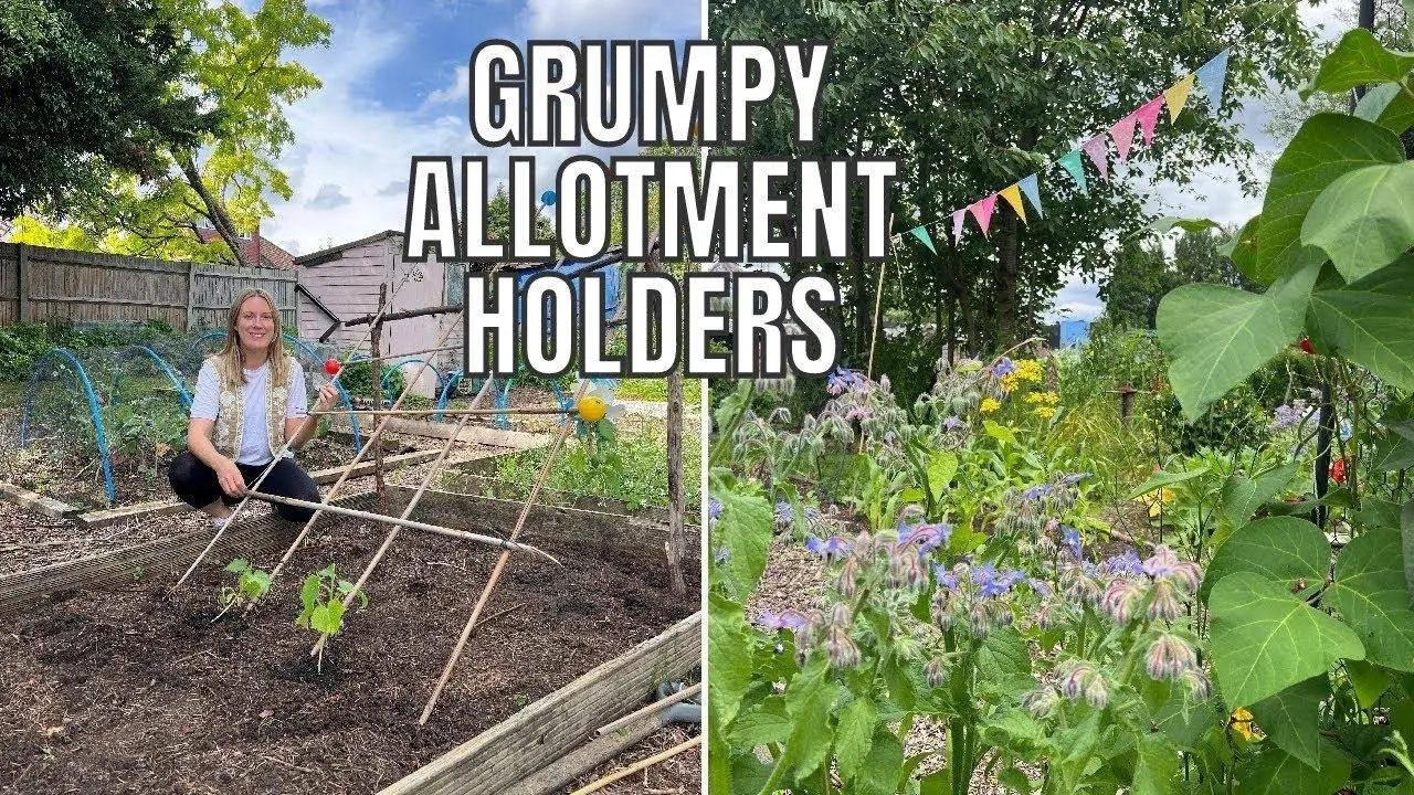 ALLOTMENT DRAMA / ALLOTMENT GARDENING UK