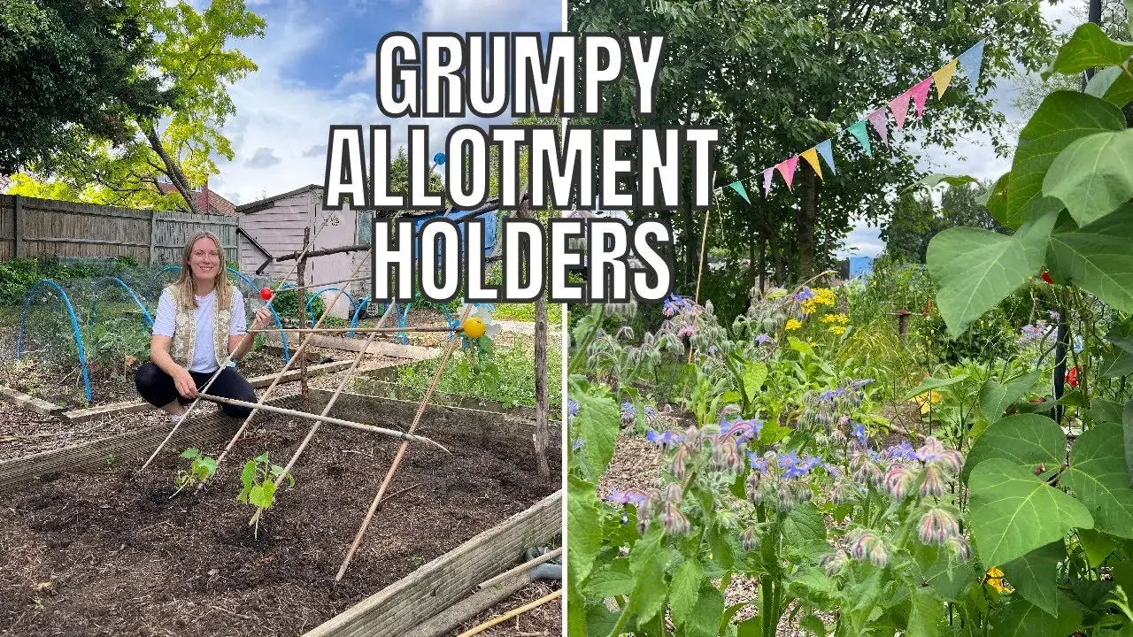 ALLOTMENT DRAMA / ALLOTMENT GARDENING UK