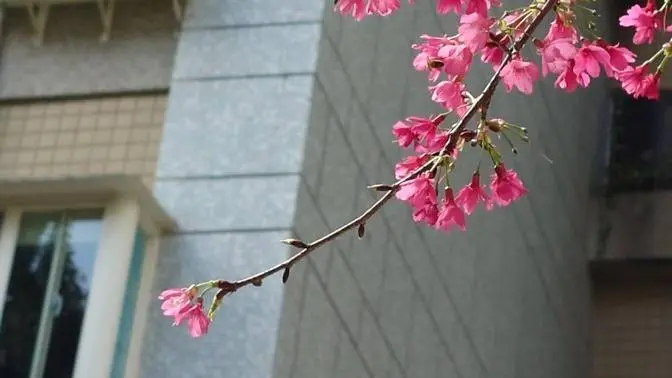 片刻時光 生活漫步 春櫻  2024/02/19 | #WinterBeauty #記錄自然