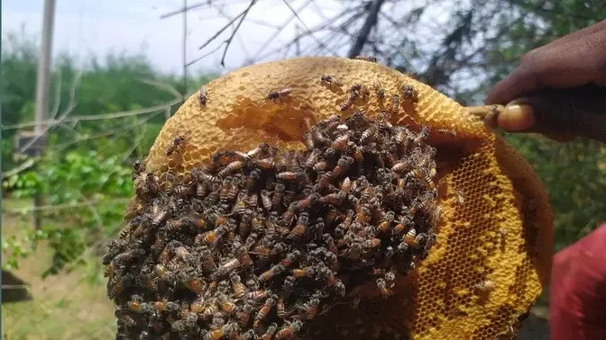 Awesome Harvesting Honey Form Coconut tree   Natueal Honey in my village   village style cooking