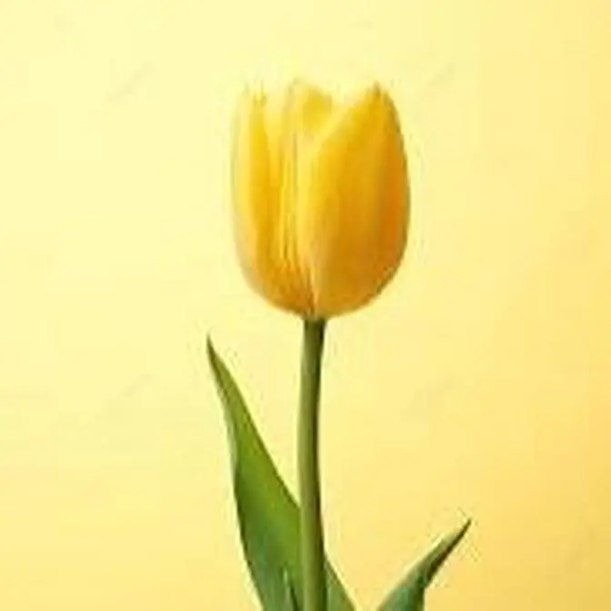 曾淑芳