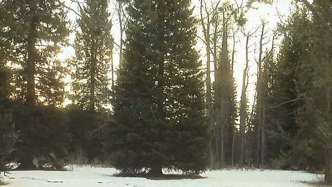 2010 Capitol Christmas Tree's Environment