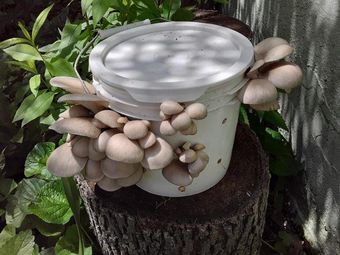 Mycoculture Made Easy – How to Grow Delicious Mushrooms in a Bucket!