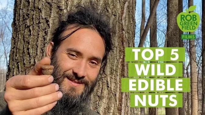 Top 5 Wild Edible Nuts to Forage