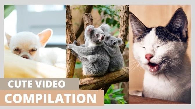 Awesome SO Cute Animal ! CUTE DOGS AND CATS that will make you LAUGH out loud!🥰😂