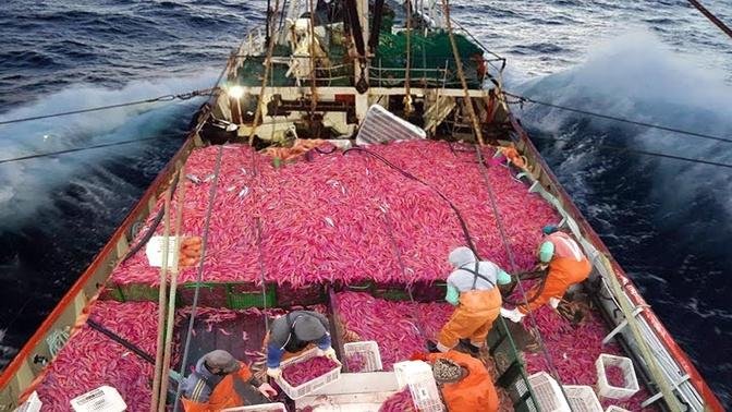 Everyone Should watch this Fishermen's video. Catch & Processing Hundreds Tons Shrimp On The Vessel
