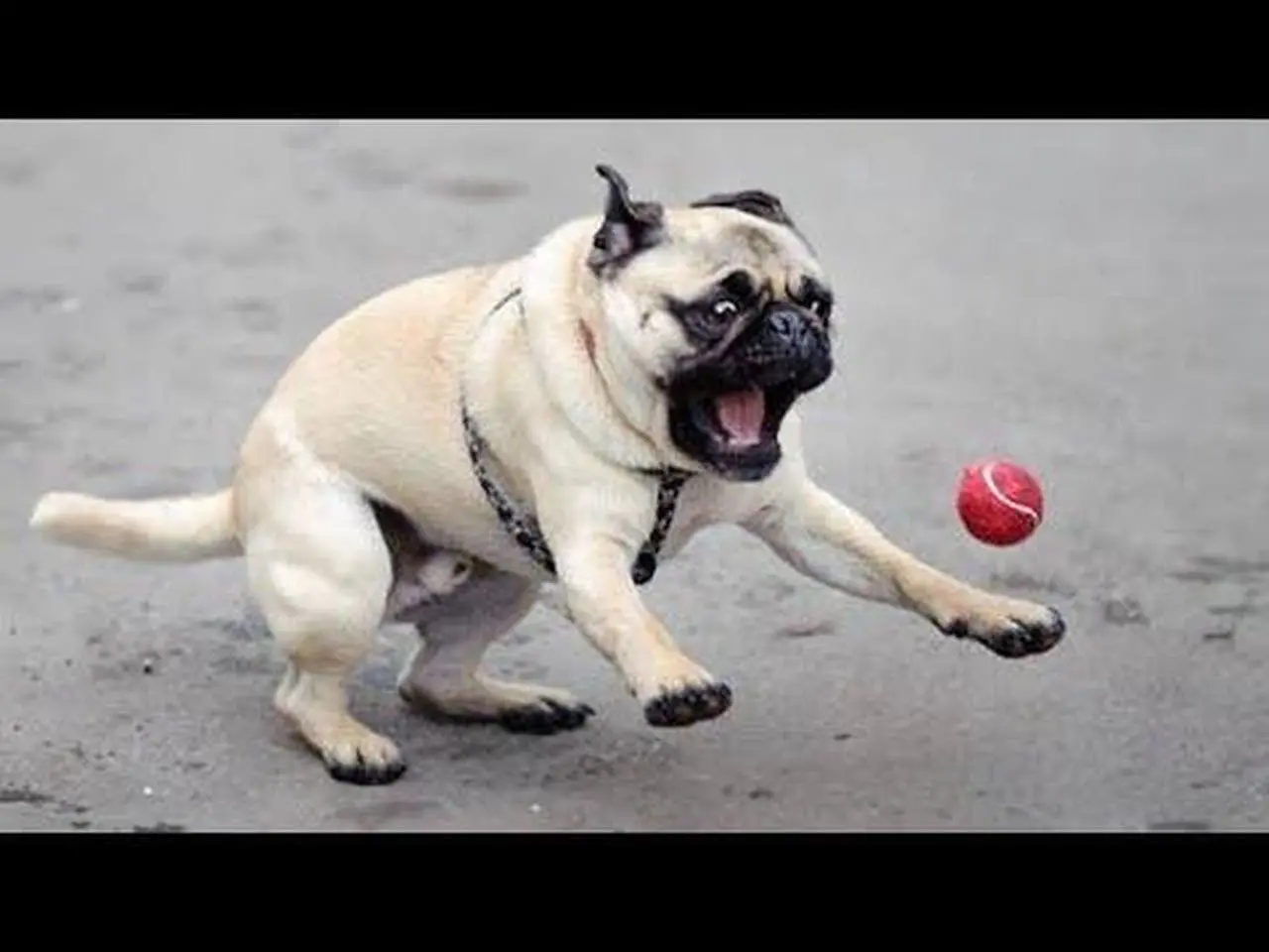 FUNNIEST PUG videos make you LAUGH ALL TIME - Funny Dog Videos 2024
