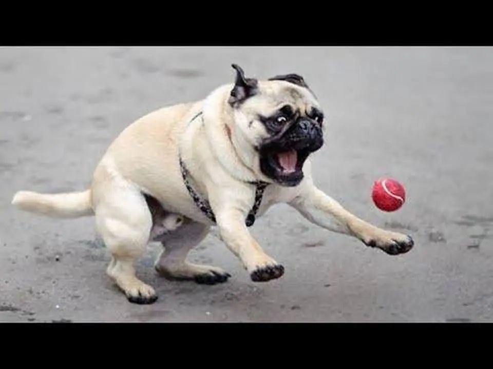 FUNNIEST PUG videos make you LAUGH ALL TIME - Funny Dog Videos 2024