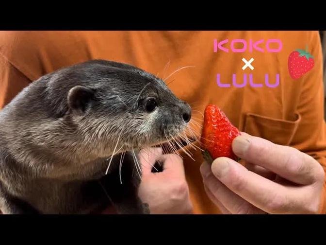 カワウソと猫に苺をプレゼントでまさかの反応...笑Presenting strawberries to an otter and a cat, unexpected reaction...lol