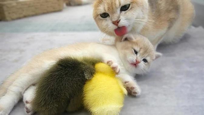 Mom cat gently comes to wash her baby kitten while the kitten busily taking care her baby ducklings