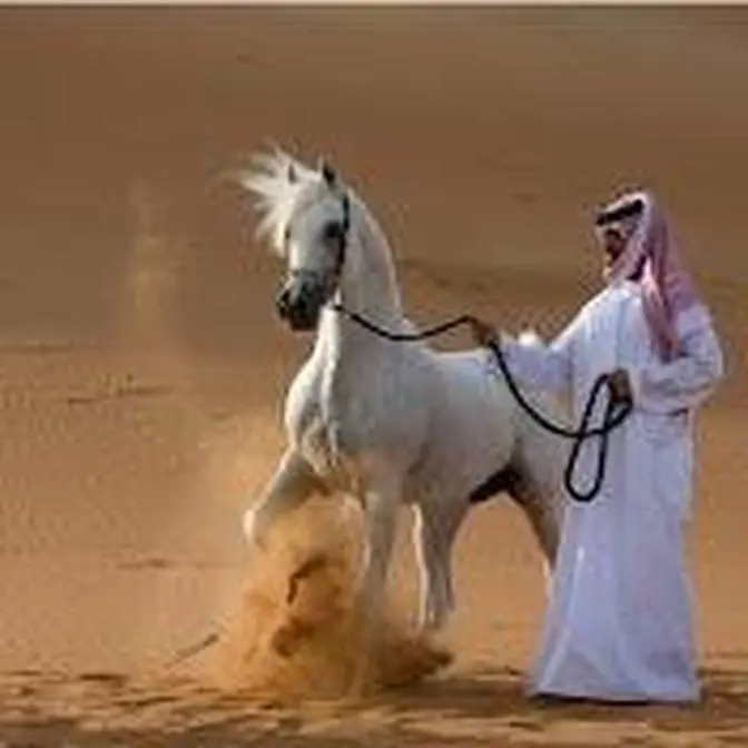 arabian horses