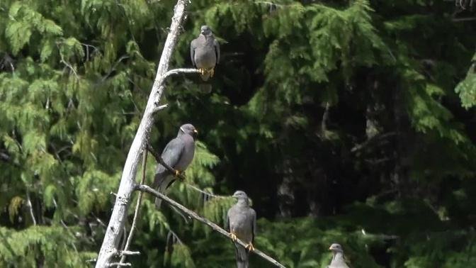 Mountain Moment: Band-tailed Pigeons