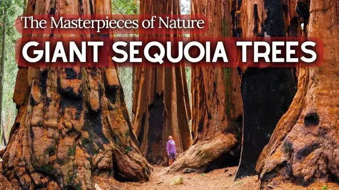 The Ancient Story of Giant Sequoia Trees | The World's Largest Trees - Natural Wonders