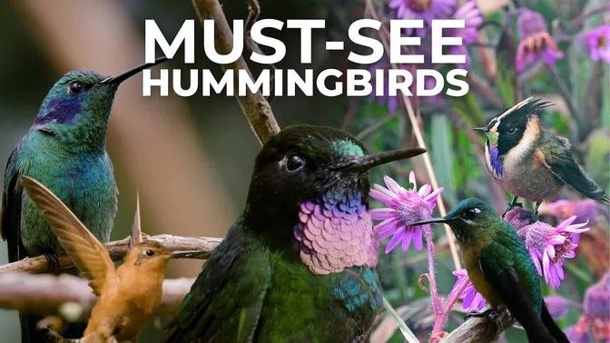 Hummingbirds of the Colombian Central Andes | Cheep!