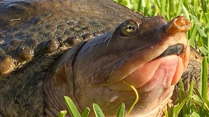 Softshell Snappin' Turtle {Catch Clean Cook} Alligator Crushes a turtle at our feet!!!!
