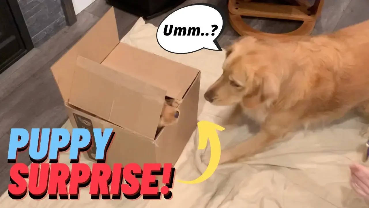 Golden Retriever meets his new puppy brother