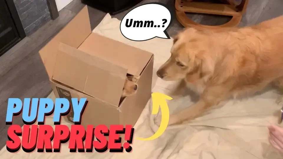 Golden Retriever meets his new puppy brother