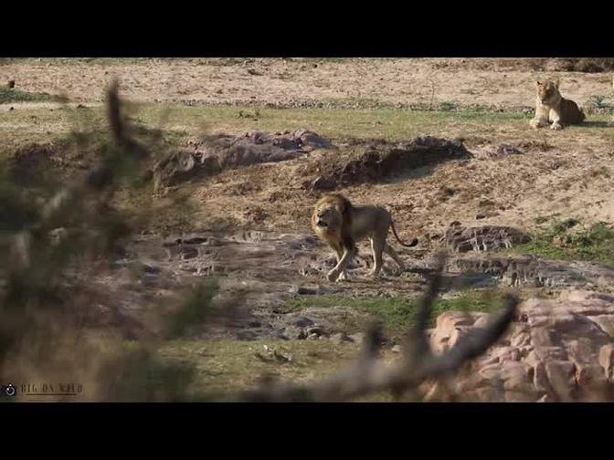 Lion  (Vurhami male "Mo") roaring - Kruger National Park South Africa