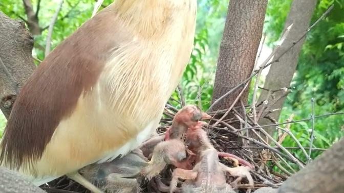 Squacco heron - The mother bird feeds the young birds very hungry #birds #nest #bird #babybird
