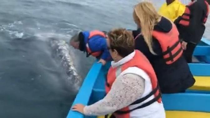 Man plants KISS on gigantic grey whale in incredible encounter