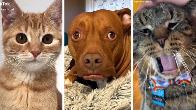 Best Compilation of Funny DOGS & CATS 😻 Cutest PET Videos Ever!! 😹