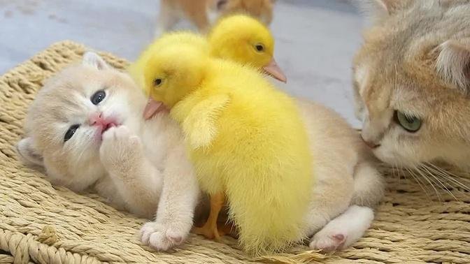 Ducklings love the baby kitten Shan. Jump up and sleep together