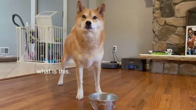 Funny Dog - Saran Wrapping My Dog's Food Bowl