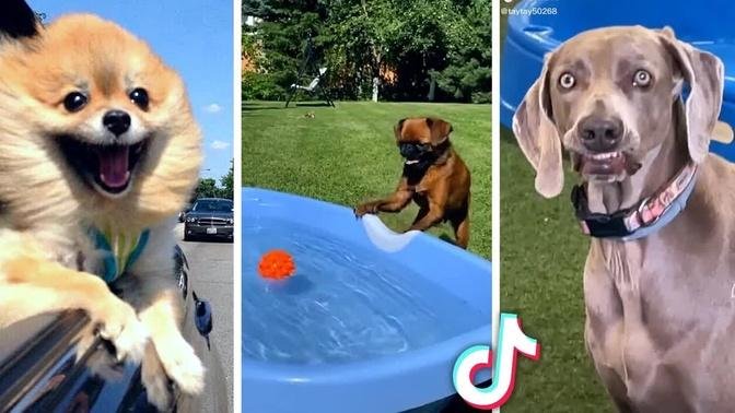 Funny DOG Videos! 🐶 (Cute PUPPIES Compilation) 🐶