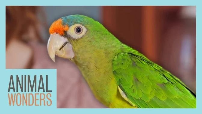 Parrot Care Basics | Compilation