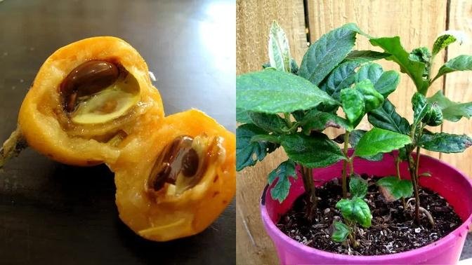 Growing Loquat Trees From Seed - How to