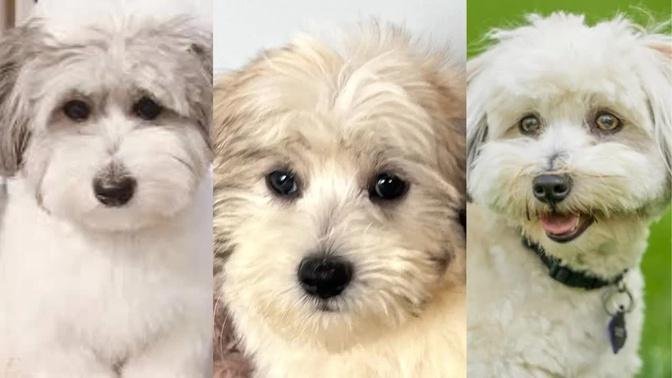 Coton de Tulear | Funny and Cute dog video compilation in 2022.